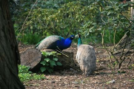 Holland Park