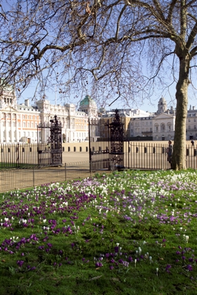 St James's Park - Spring flowers - © Indusfoto Ltd