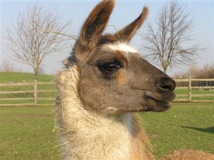 Mudchute Park & Farm