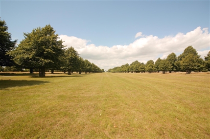 Bushy Park - Avenue of Lime Trees - © Steve Dunning