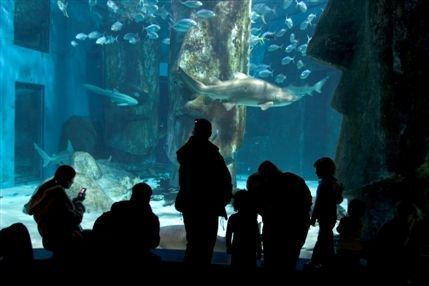 Sea Life London Aquarium