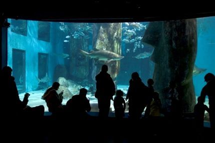 Sea Life London Aquarium