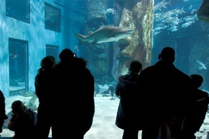 Sea Life London Aquarium
