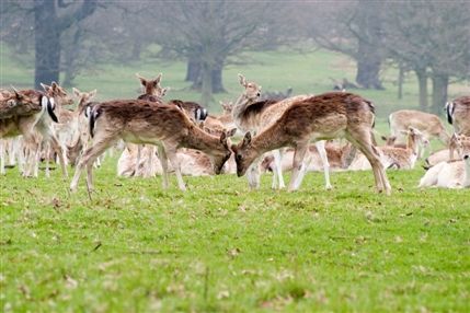 Richmond Park