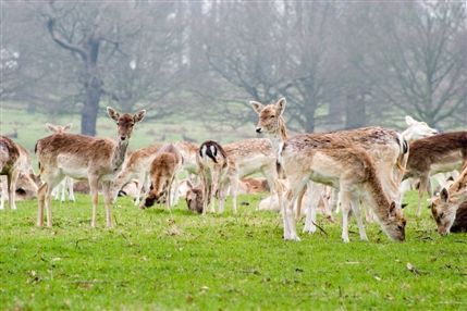Richmond Park