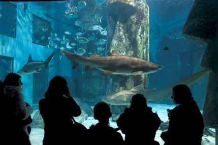 Sea Life London Aquarium