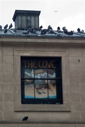 The Cove