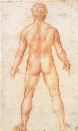 Leonardo da Vinci: Anatomist - A nude man from behind,c.1504-6, Leonardo da Vinci. Pic credit: The Royal Collection (c) 2011, Her Majesty Queen Elizabeth II