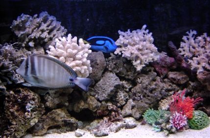 Aquatic Design Centre