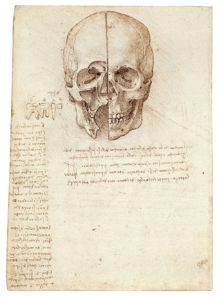 Leonardo da Vinci: Anatomist - A skull sectioned,1489, Leonardo da Vinci. Pic credit: The Royal Collection (c) 2011, Her Majesty Queen Elizabeth II Leonardo da Vinci: Anatomist - A skull sectioned,1489, Leonardo da Vinci. Pic credit: The Royal Collection (c) 2011, Her Majesty Queen Elizabeth II
