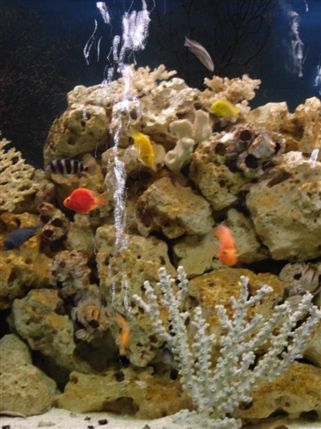 Aquatic Design Centre