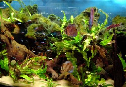 Aquatic Design Centre