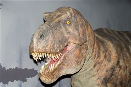 Natural History Museum