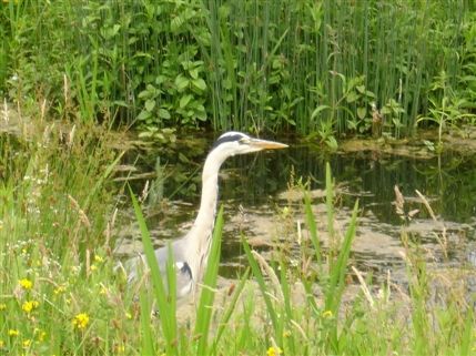WWT London Wetland Centre
