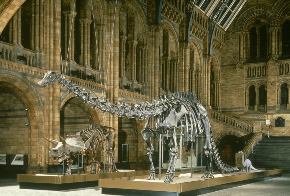 Image result for Natural History Museum, London