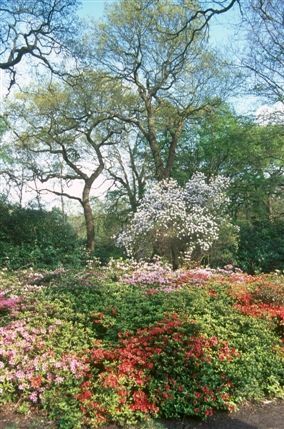 Isabella Plantation