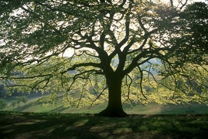 Greenwich Park