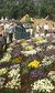 RHS Chelsea Flower Show