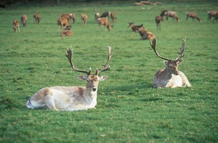 Richmond Park