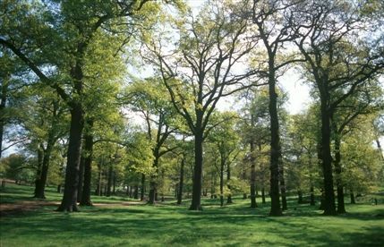 Richmond Park