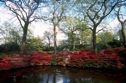 Isabella Plantation