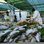 Ridley Road Market