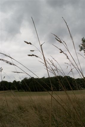 Richmond Park
