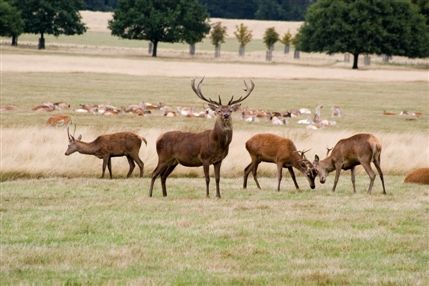 Richmond Park