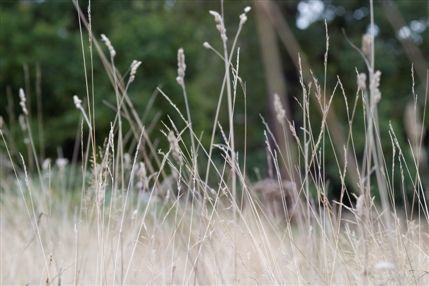 Richmond Park