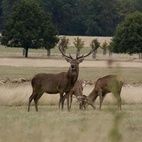Richmond Park