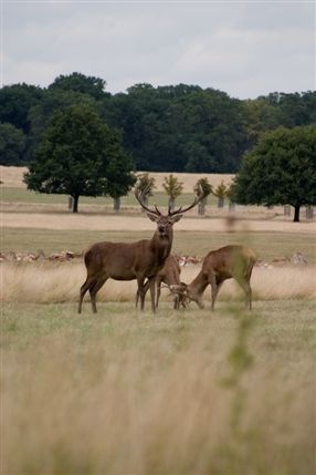 Richmond Park