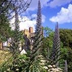 Chelsea Physic Garden hotels title=