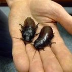 Who's the Pest? hotels title=