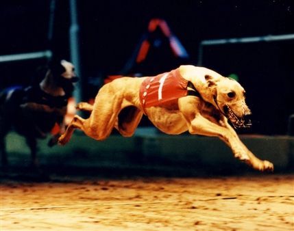 Walthamstow Greyhound Stadium Walthamstow Greyhound Stadium