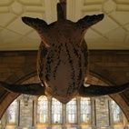 Natural History Museum Natural History Museum