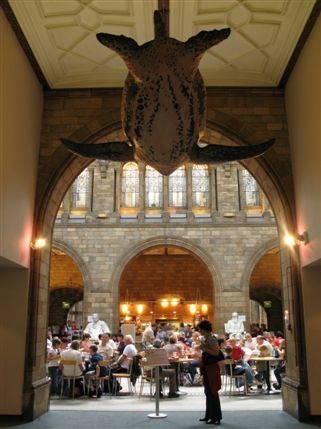 Queensberry Place - Walk under the giant turtle from the Mammals Gallery through to the Cafe.