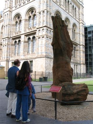 Natural History Museum - Fossilized tree outside the Natural History Museum
