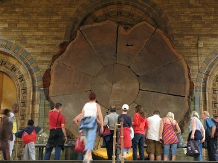 Natural History Museum - A section of the trunk of the giant sequoia tree