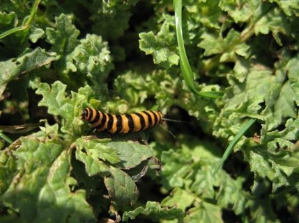 Richmond Park - Caterpillar