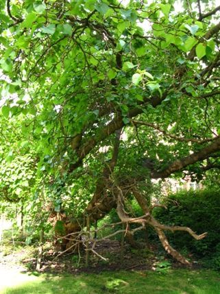 Hogarth's House - Hogarth's mulberry tree - it is still bearing fruit!