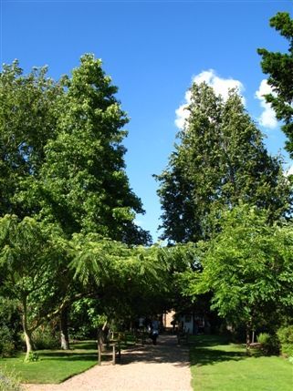 Chelsea Physic Garden - The female (left) and male (right) gingko biloba trees