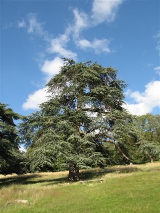 Richmond Park