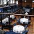 Bateaux London