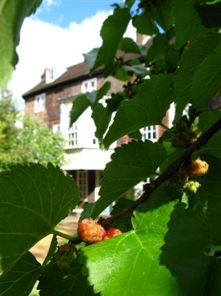 Hogarth's House - Hogarth's mulberry tree and house (background)