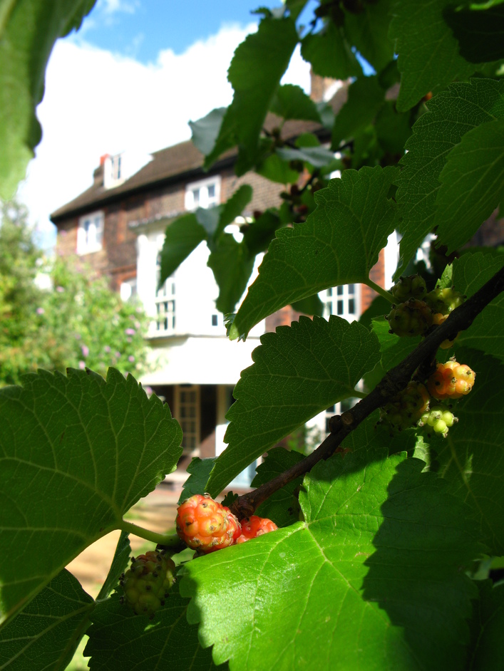 Hogarth's House - Hogarth's mulberry tree and house (background)