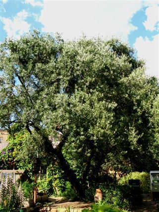 Chelsea Physic Garden - The largest fruiting olive tree in Britain