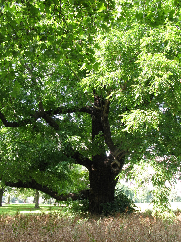 Marble Hill House - The Black Walnut Tree