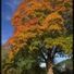 Kew Gardens
