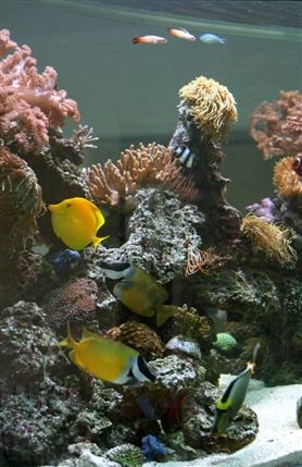 Aquatic Design Centre