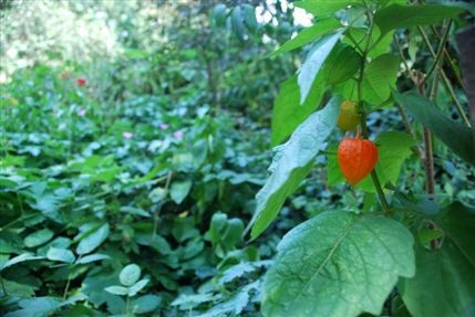 Phoenix Garden